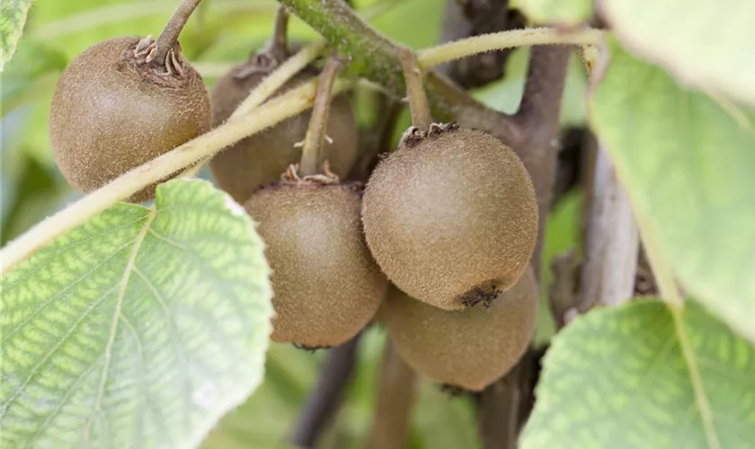 Actinidia chinensis 'Minkigold'