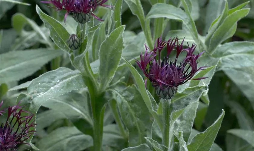 Centaurea montana 'Jordy'®