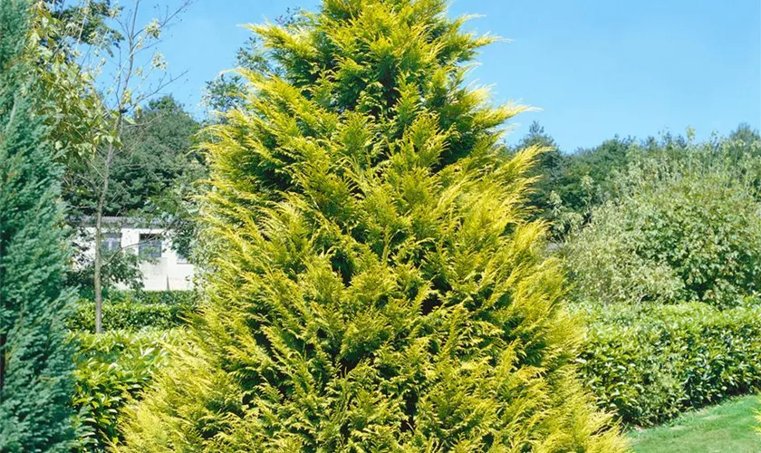 Hinoki-Scheinzypresse 'Goldilocks'
