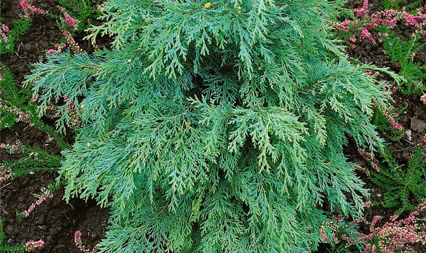 Nutkazypresse 'Nidifera'
