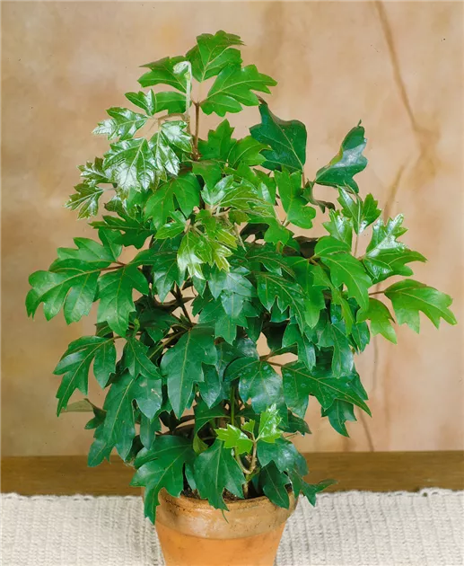 Cissus rhombifolia 'Mandaiana' Pflanze, Pflege & Tipps  Floragard