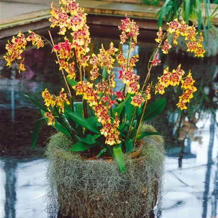 Colmanara 'Jungle Monarch' Colmanara 'Jungle Monarch'