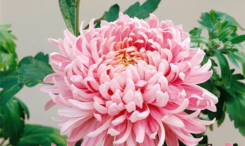 Chrysanthemum indicum 'Majstro Carneval'
