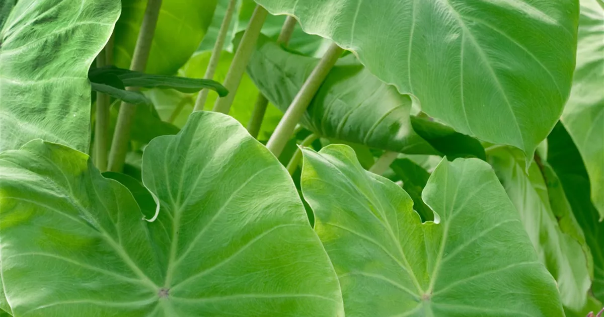 www.floragard.de