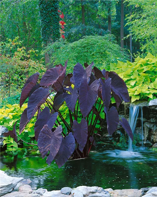 Colocasia esculenta 'Black Magic' Pflanze, Pflege & Tipps  Floragard