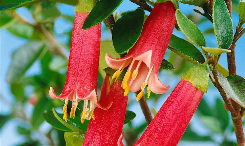 Correa 'Dusky Bells'