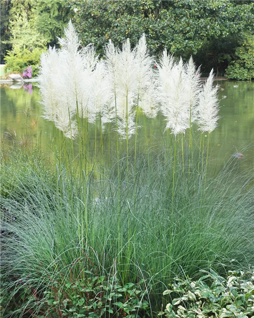 3 X Cortaderia Selloana ‚White' 1 Liter (Ziergras/Gräser/Stauden