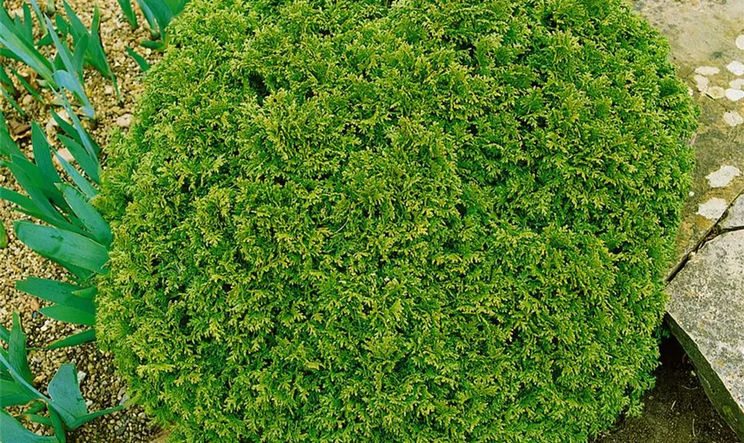 Hinoki-Scheinzypresse 'Caespitosa'