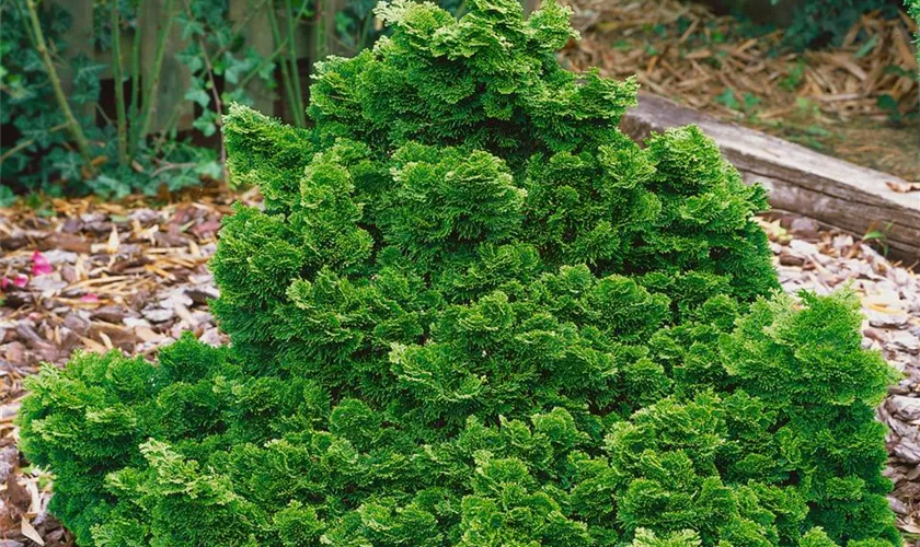 Hinoki-Scheinzypresse 'Hage'