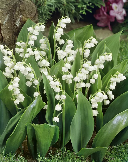 Convallaria majalis 'Grandiflora' Pflanze, Pflege & Tipps  Floragard