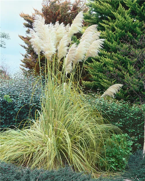 Cortaderia selloana 'Mini Goldpampas' Pflanze, Pflege & Tipps ▷ Floragard