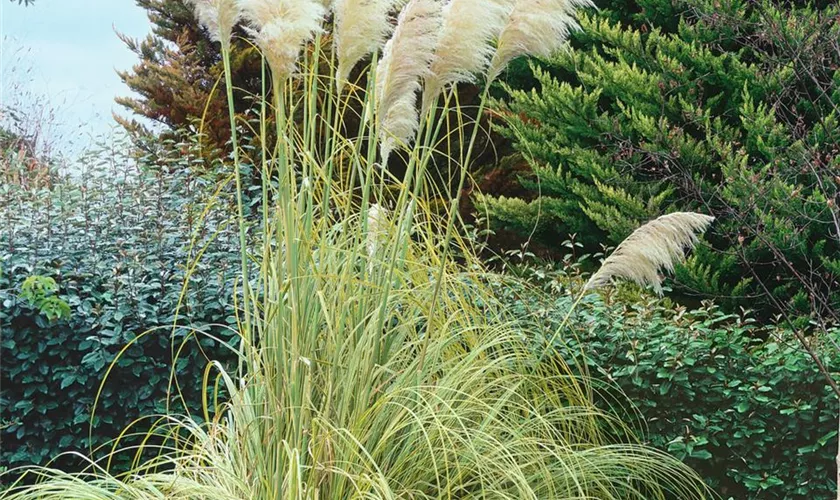 Garten-Pampasgras 'Mini Goldpampas'