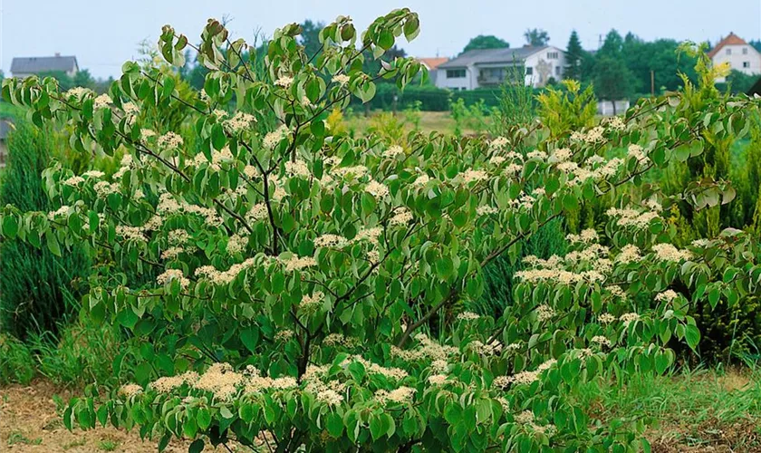 Cornus controversa 'Compacta'