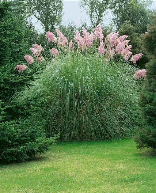 Cortaderia selloana 'Roi des Roses' Pflanze, Pflege & Tipps ▷ Floragard