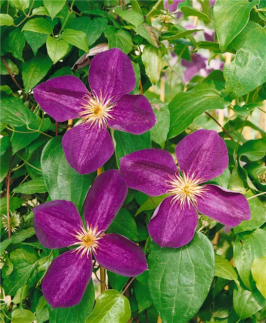 Clematis 'Exciting' Pflanze, Pflege & Tipps  Floragard