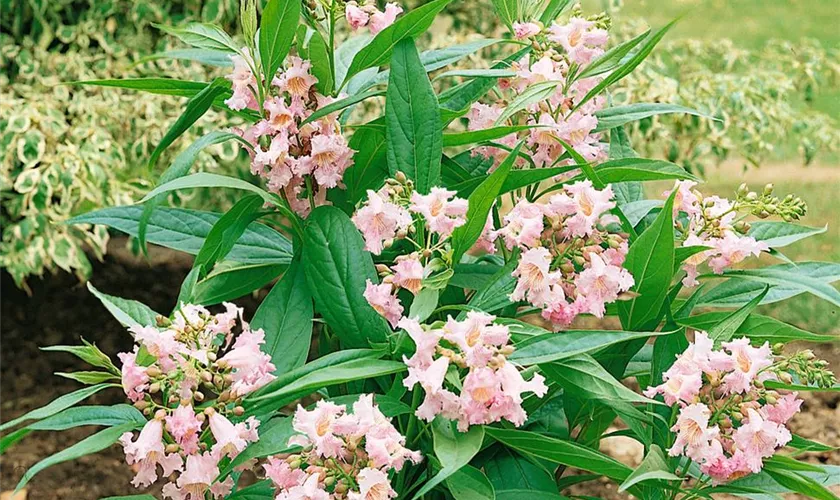 Sommerglocke 'Summer Bells'