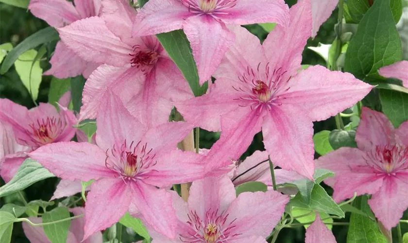 Waldrebe 'Hagley Hybrid'