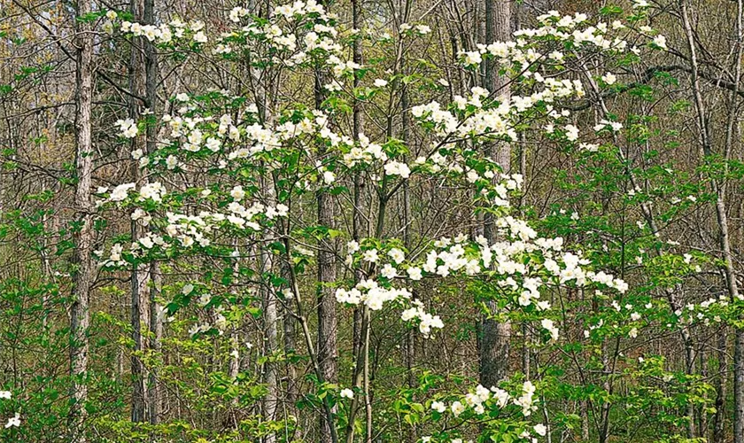 Cornus florida 'Bay Beauty'
