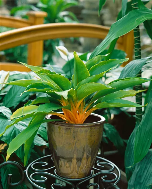 Green Orange' Pflanze, Pflege & Tipps  Floragard