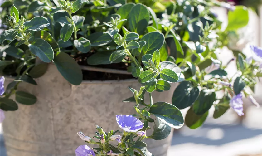 Zierwinde 'Manati Blue'
