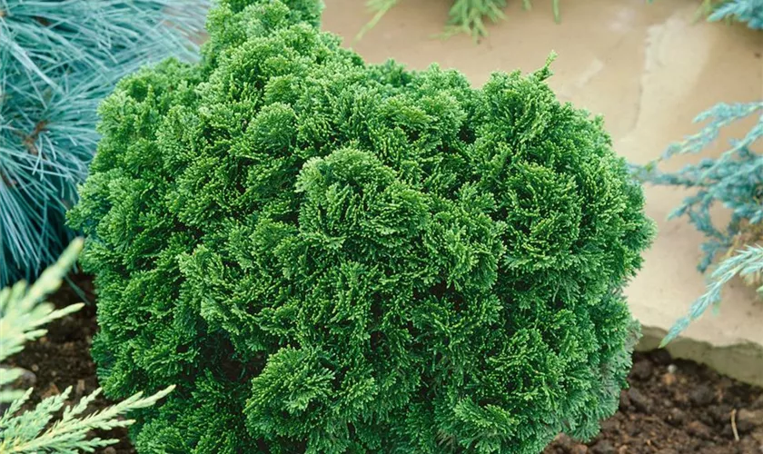 Hinoki-Scheinzypresse 'Intermedia'