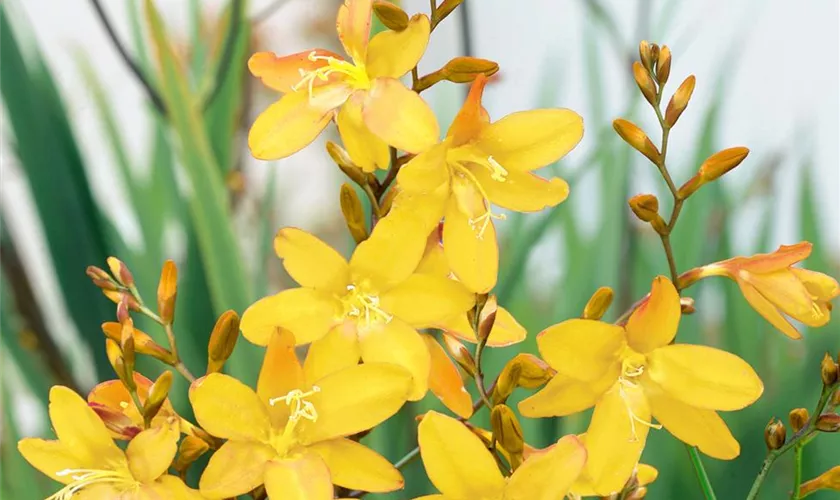 Montbretie 'Citronella'