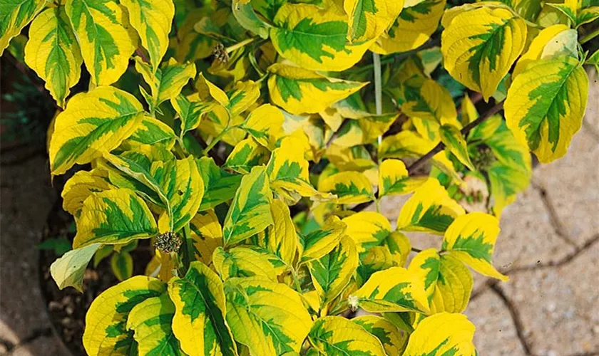 Cornus florida 'Hohman´s Golden'
