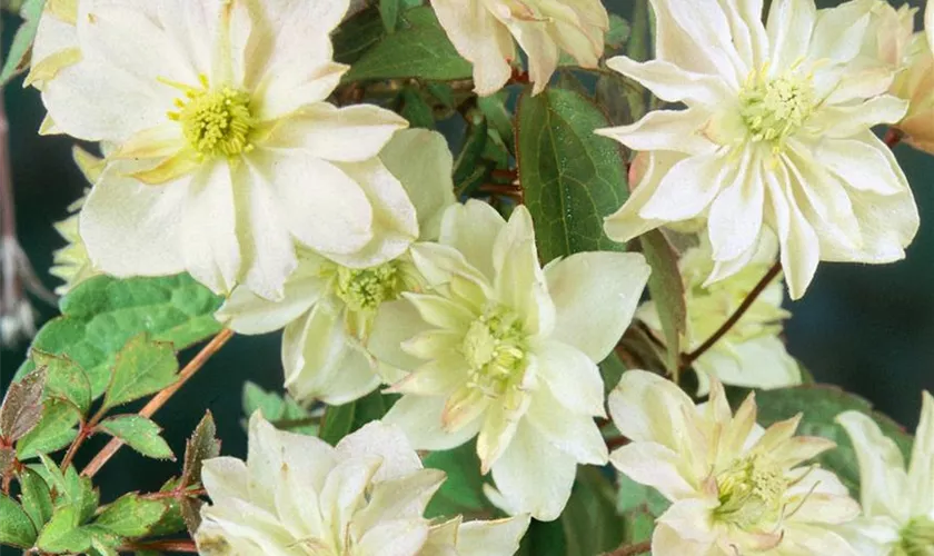 Waldrebe 'Double Delight'