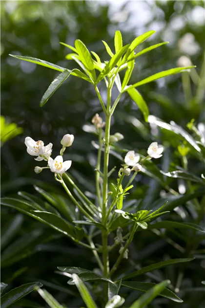 Choisya ternata 'White Dazzler' Pflanze, Pflege & Tipps  Floragard