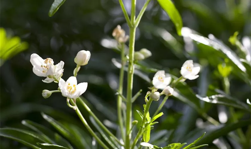 Orangenblume 'Brica'