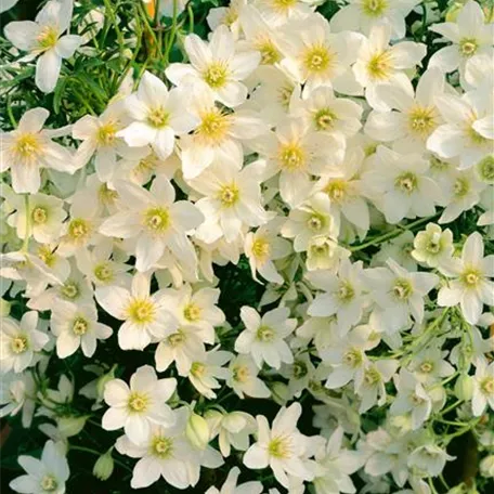 Clematis x cartmanii 'White Abundance'