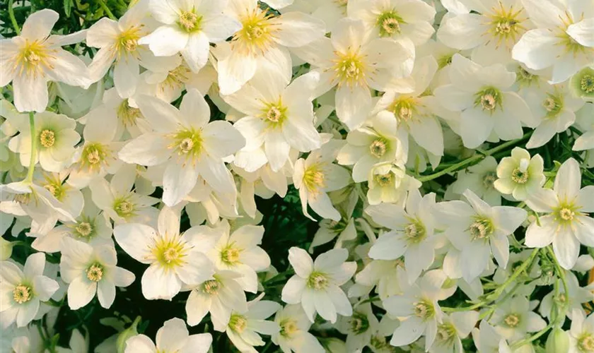 Waldrebe 'Avalanche'