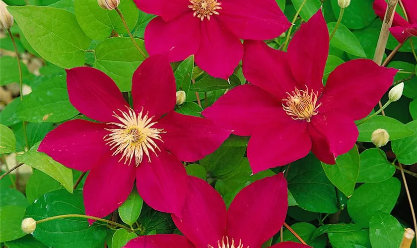 Waldrebe 'Crimson King'