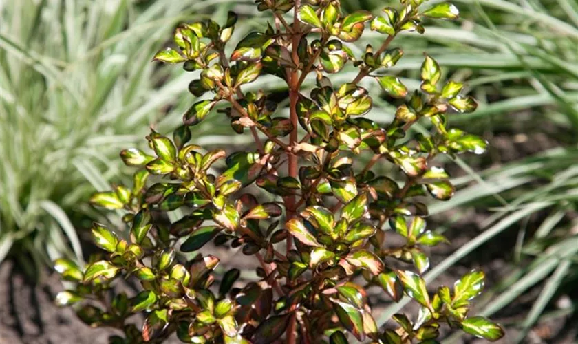 Koprosma 'Evening Glow'