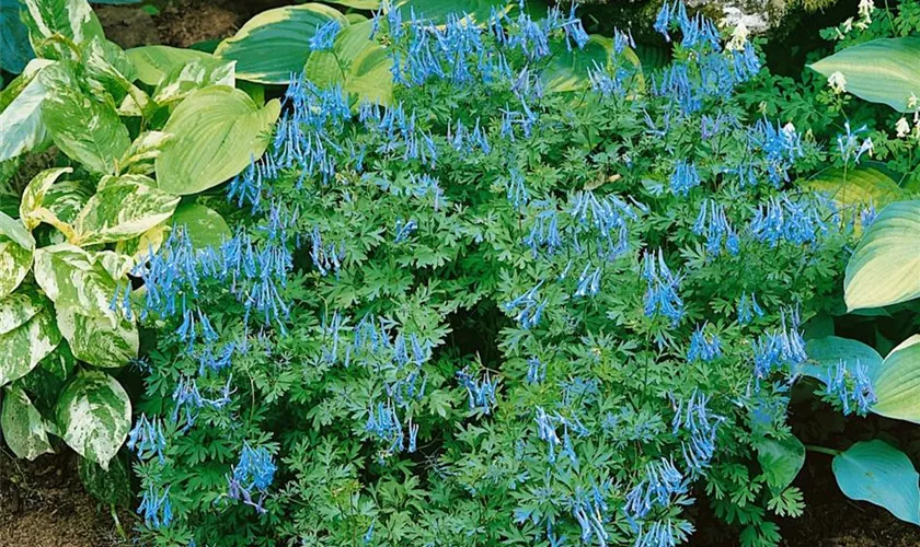 Gebogener Garten-Lerchensporn 'China Blue'
