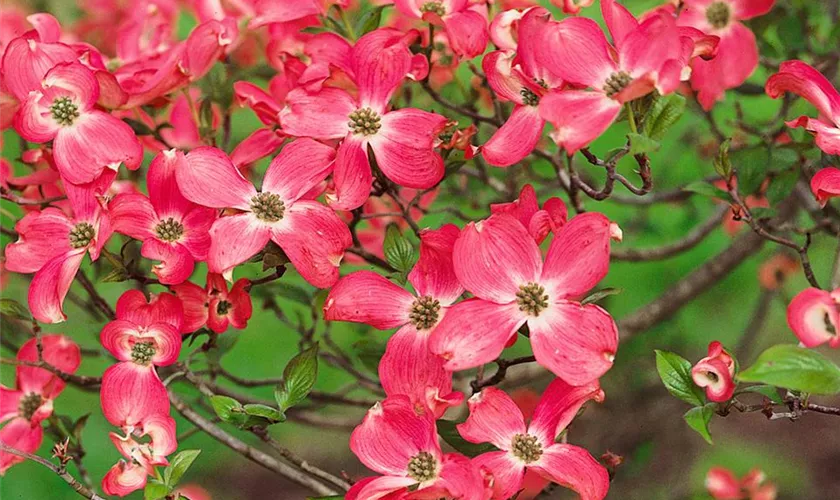 Cornus florida 'Sweetwater'
