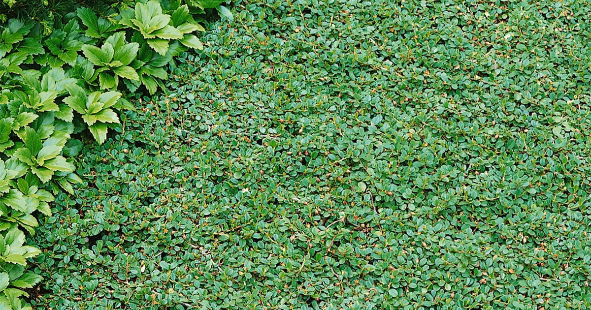 Cotoneaster dammeri 'Miranda' Pflanze, Pflege & Tipps  Floragard