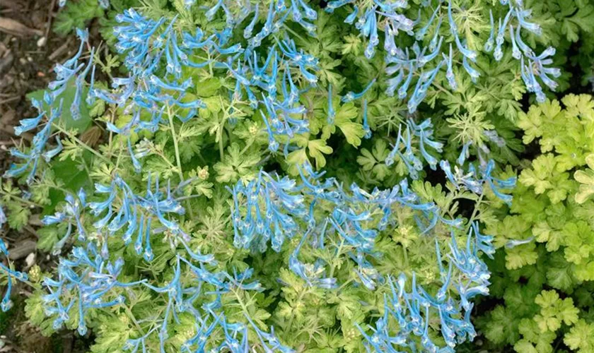 Gebogener Garten-Lerchensporn 'Norman´s Seedling'