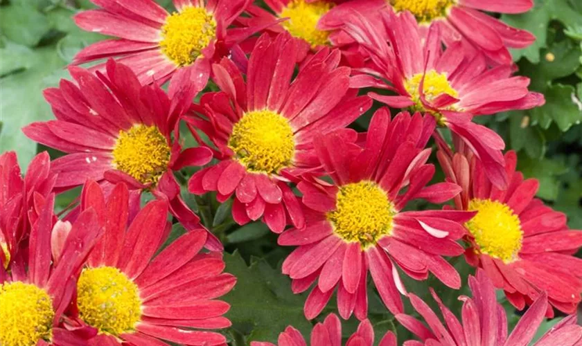 Chrysanthemum coreanum 'Duchess of Edinburgh'