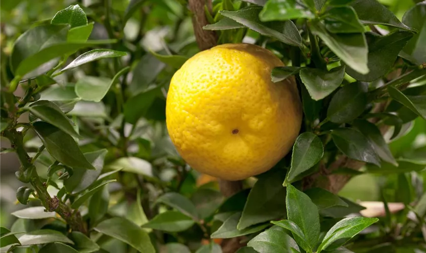 Süße Limette