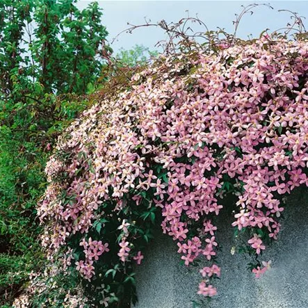 Berg Waldrebe 'Pink Perfektion' Berg Waldrebe 'Pink Perfektion'