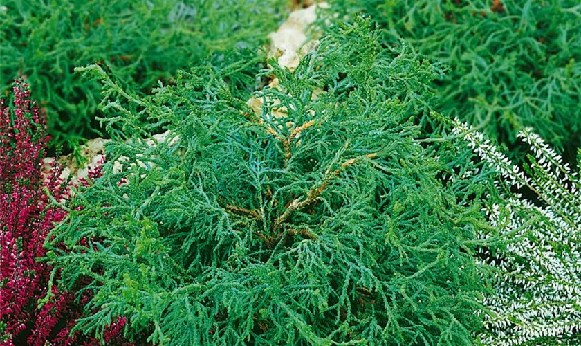 Hinoki-Scheinzypresse 'Tsatsumi'