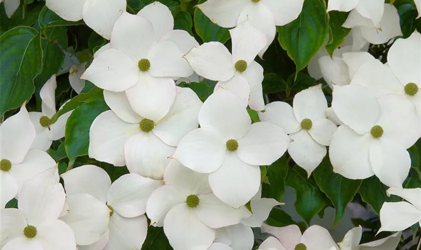 Japanischer Blumen-Hartriegel 'Jasmin'