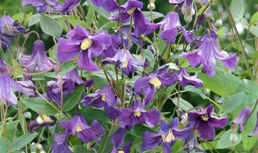 Gold-Waldrebe 'Hudson River'