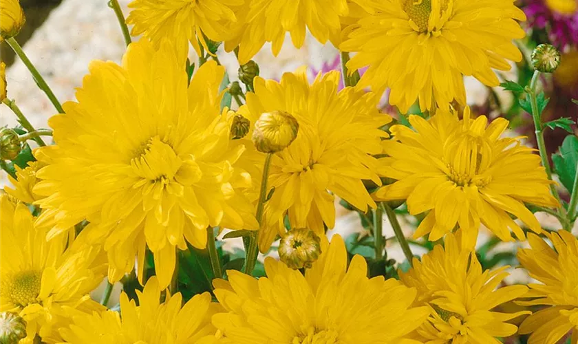 Garten-Winteraster 'Citrus'