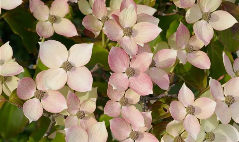Japanischer Blumen-Hartriegel 'Dwarf Pink'
