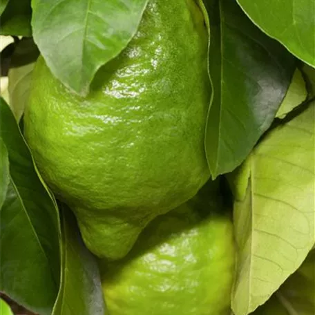 Citrus medica