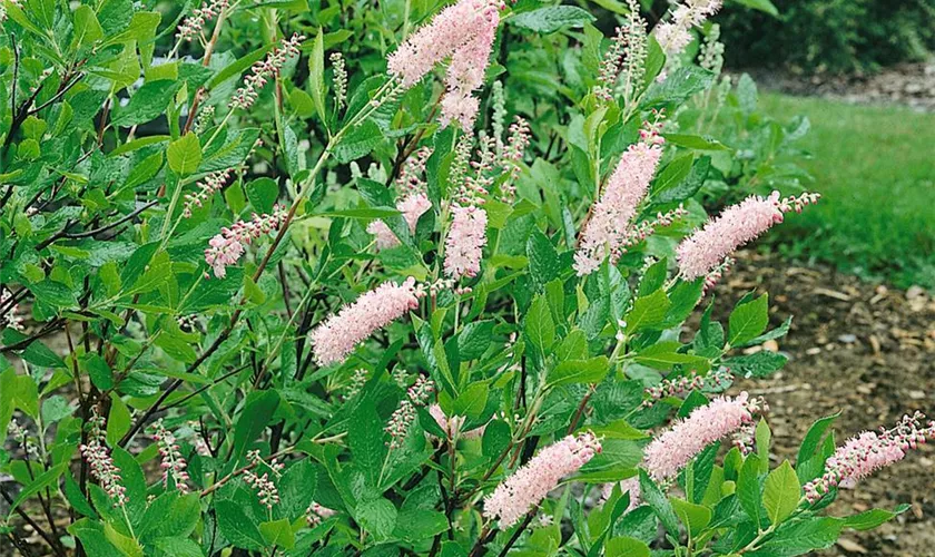 Silberkerzenstrauch 'Pink Spire'