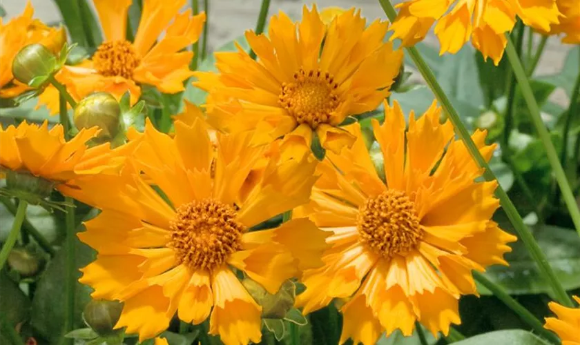 Garten-Mädchenauge 'Zamphir'