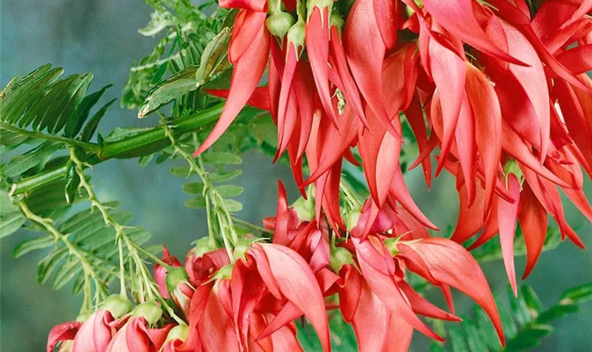Rhumesblume